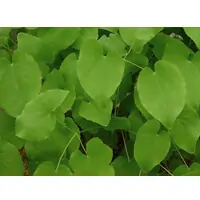 Epimedium Leaf extract