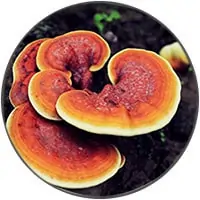 Ireishi Mushroom 